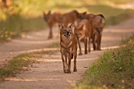 Protected Areas Hold Hope for the Endangered Dhole 